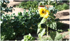 Sunflowers blooming at the gardens at YouthWorks Charter High School