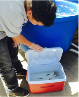 student playing with new fish for aquaponics garden